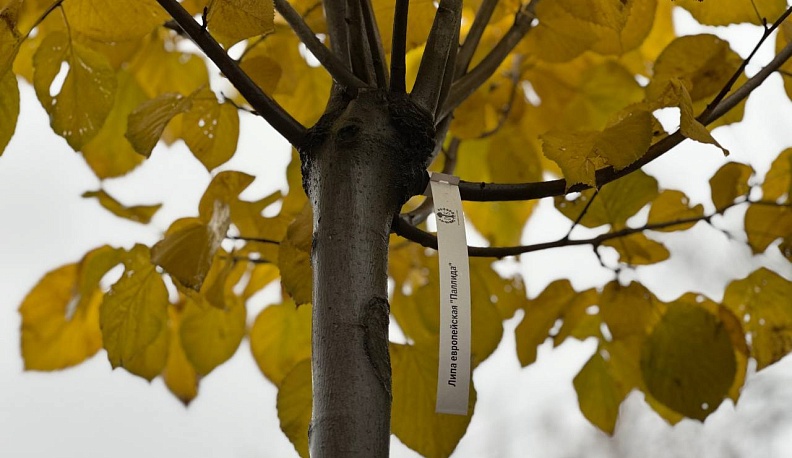 В Калуге высадили более пяти тысяч деревьев