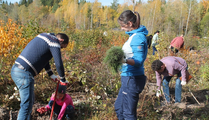 100 миллионов получит Калужская область на восстановление лесов