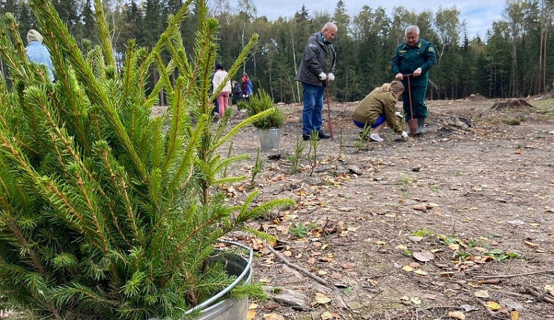 В калужских лесах осенью высадят 144 тысячи молодых елей и сосен