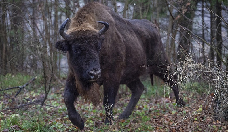Пансионат…  вольерного типа
