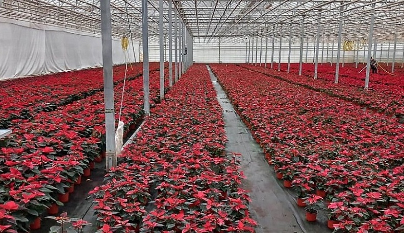 Калужская область экспортировала более 400 тысяч цветов пуансеттии 