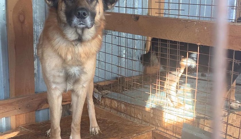 Екатерина Рождественская призвала помочь калужскому приюту для животных