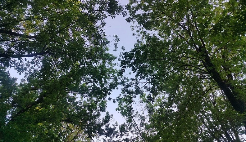 Бывший директор Людиновского лесничества приговорен к 3,5 годам лишения свободы