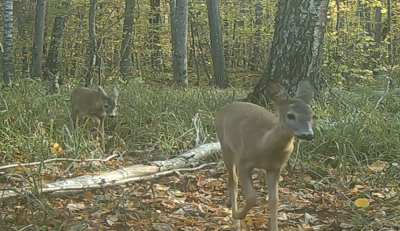 В Калужских засеках фотоловушки запечатлели повзрослевших детенышей косули