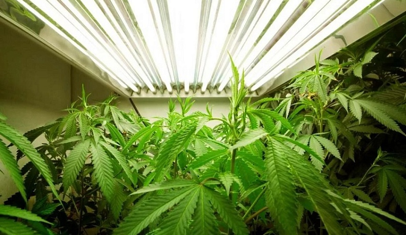 В Дзержинском районе поймали нарко-плантатора