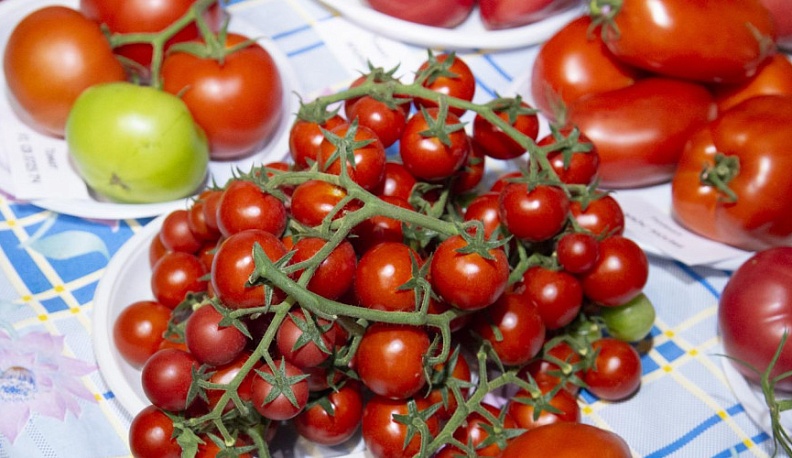 В Калужской области изъяли партию зараженных томатов