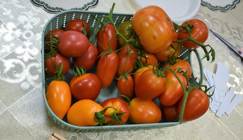 Кировские дачницы презентовали лучшие сорта томатов