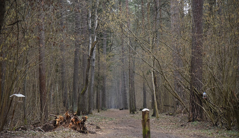 Владислав Шапша: «В бору надо наводить порядок вместе с жителями»