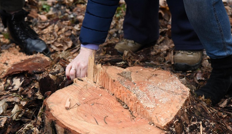 В Калужской области увеличили патрулирование лесов