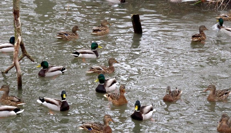 Калужан приглашают пересчитать перелётных уток