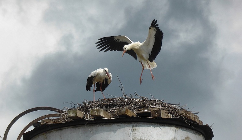 Из Калужской области начали улетать белые аисты
