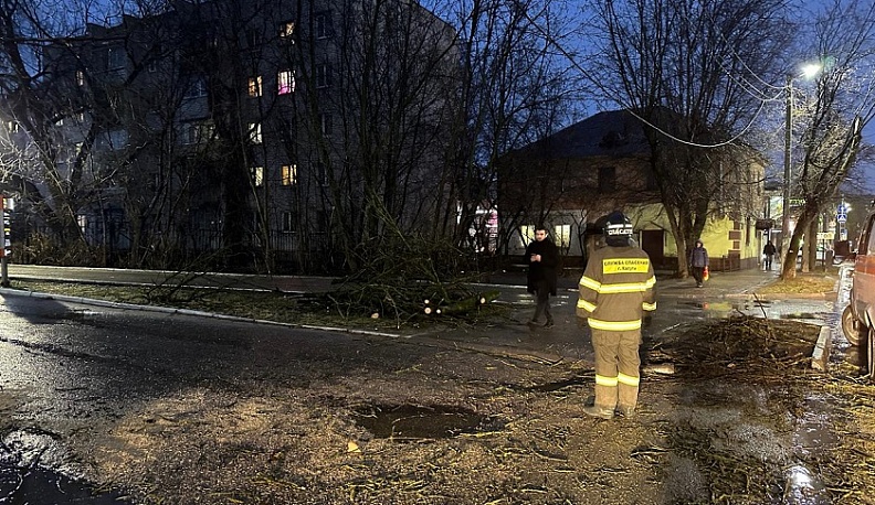 В Калуге убрали аварийное дерево после обращений в интернете