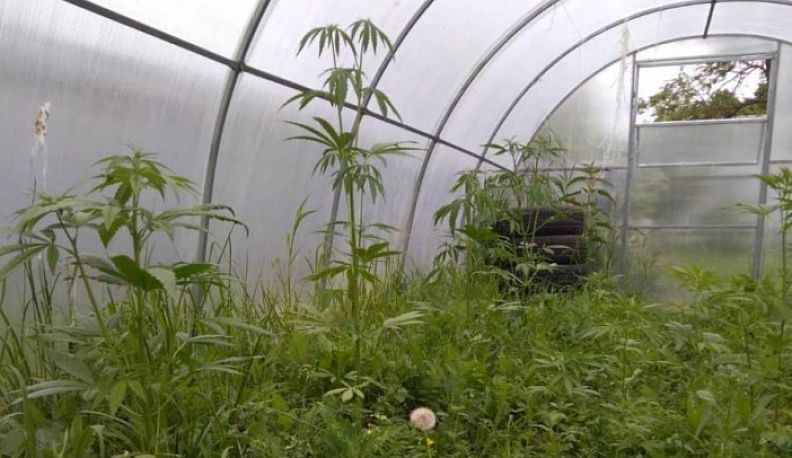 Жителя Калуги уличили в хранении более двух килограммов марихуаны