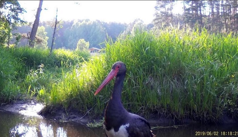 Птица, занесенная в Красную книгу, попала в объектив фотоловушки