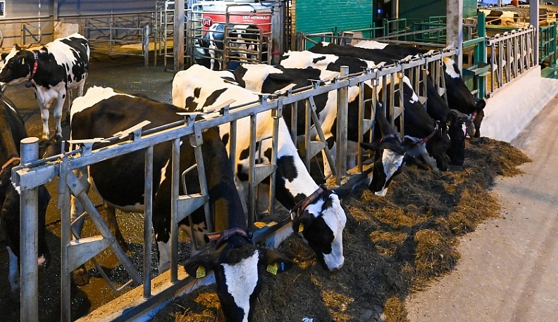 В Калужской области за 2020 год произвели более 300 тысяч тонн молока