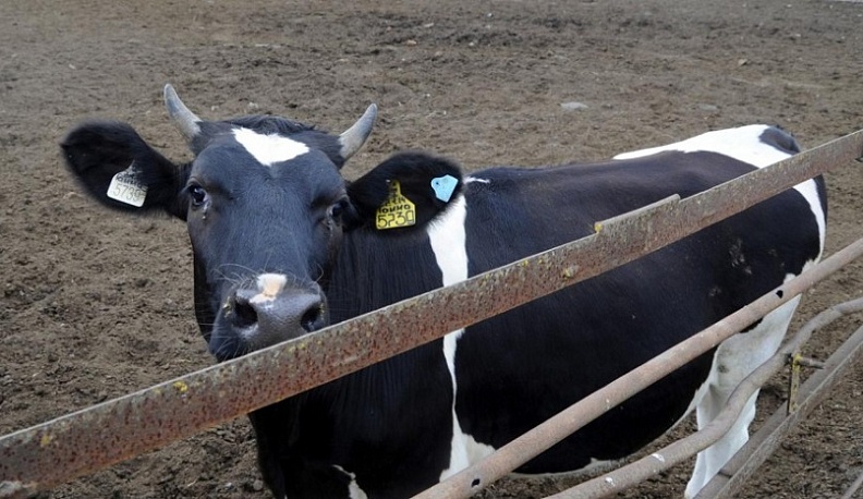 Калужская область занимает 2-е место в ЦФО и 3-е в стране по продуктивности коров