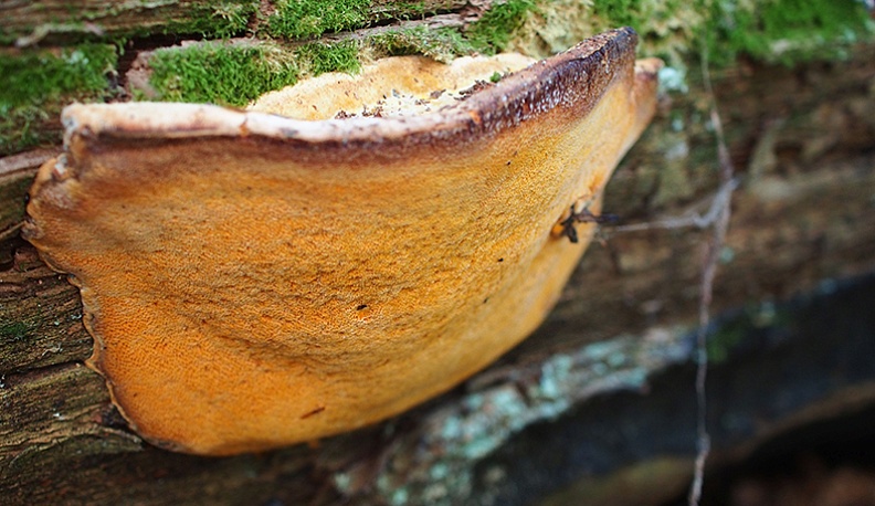 Аурантипорус шафранно-желтый