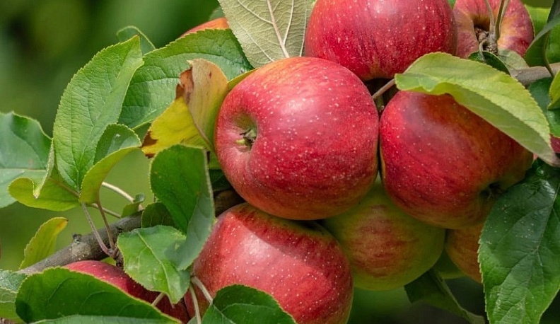 В Калужской области значительно увеличилась площадь садов