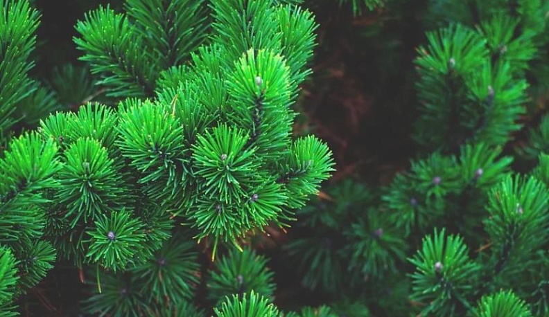 В Калуге откроется два десятка елочных базаров. Адреса