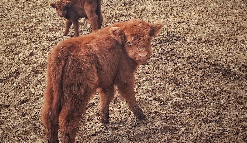 В калужском зоопарке выбрали имена шотландским бычкам