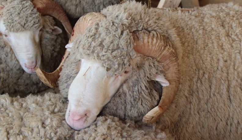 В Калужской области завершается ликвидации очага оспы овец и коз