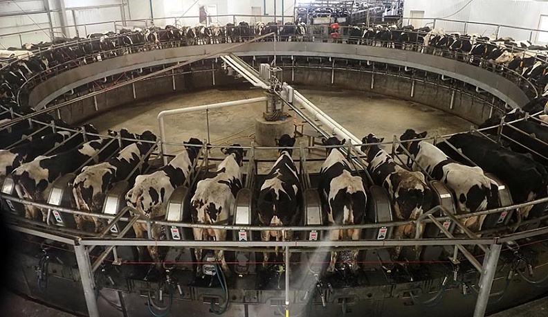 В Калужской области выросли надои молока