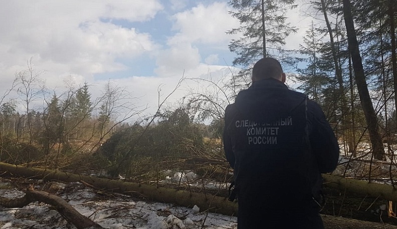 В Боровском районе рухнувшее дерево убило рабочего