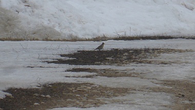 В Калужской области заметили первых полевых жаворонков
