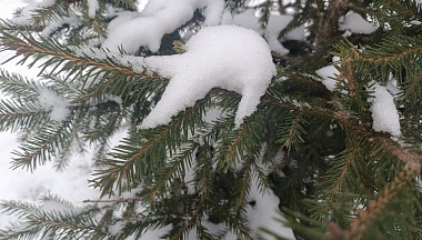 Калужские специалисты проверили саженцы хвойных растений с питомника площадью 28 гектаров