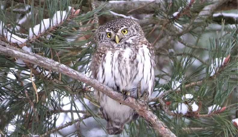 В городском бору Калуги заметили редкий вид сов