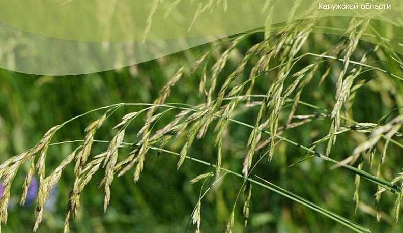 Овсяницу тростниковую занесли в Черную книгу Калужской области