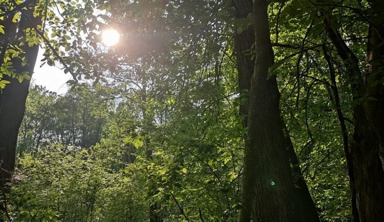 Владислав Шапша рассказал о планах по озеленению Калуги