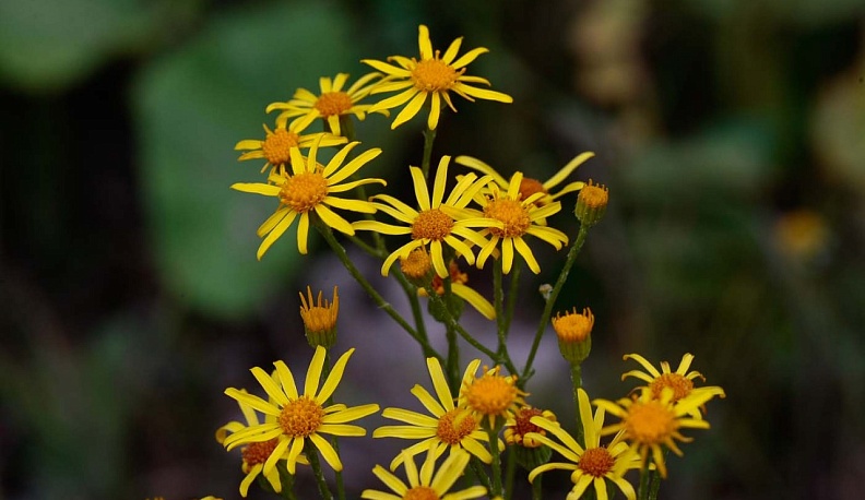 В Калужской области готовят к изданию новые тома Красной и Черной книг 