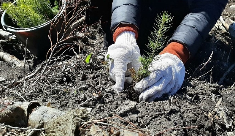 Калужские леса пополнили пятнадцать миллионов молодых деревьев