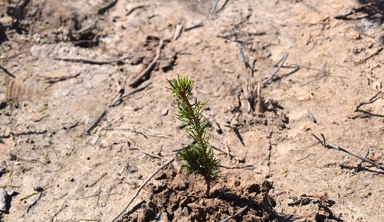 Восемь тысяч саженцев ели высадили в Людиновском районе