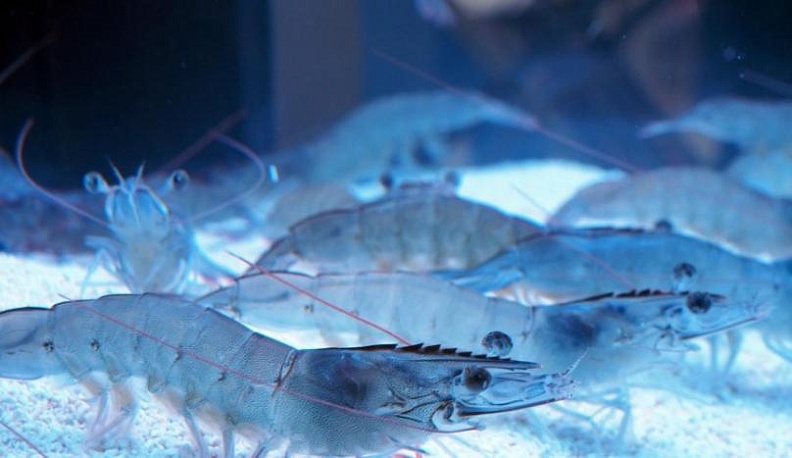 Белоногая креветка из Таиланда получила прописку в Малоярославце