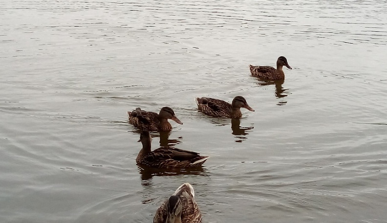 Калужане могут получить разрешение на охоту через портал «Госуслуги»