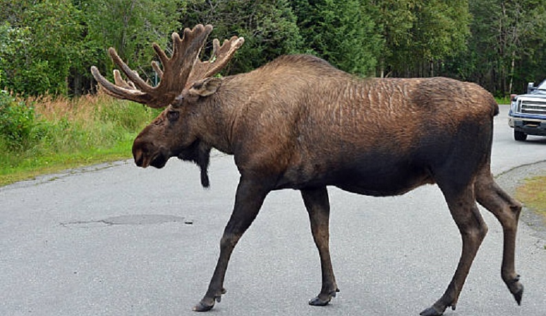 Лоси начали выходить на автодороги Калужской области