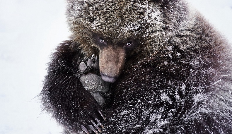 Калужский центр реабилитации диких животных «Феникс» ждет добровольцев