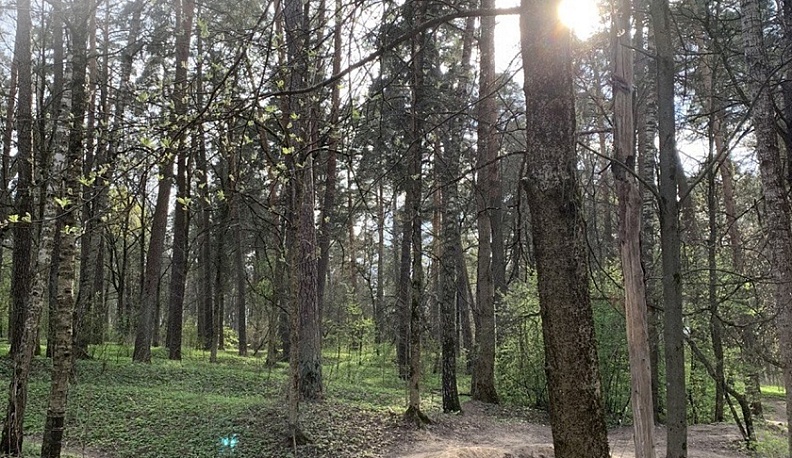 В калужской Сосновой роще появятся экологическая тропа и новые лавочки
