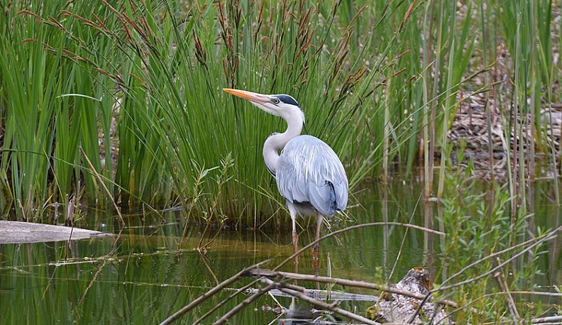 Из Калужских засек пропали серые цапли