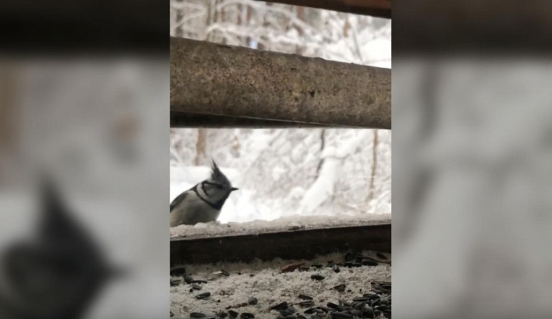 В Калуге в объектив камеры попала редкая птичка