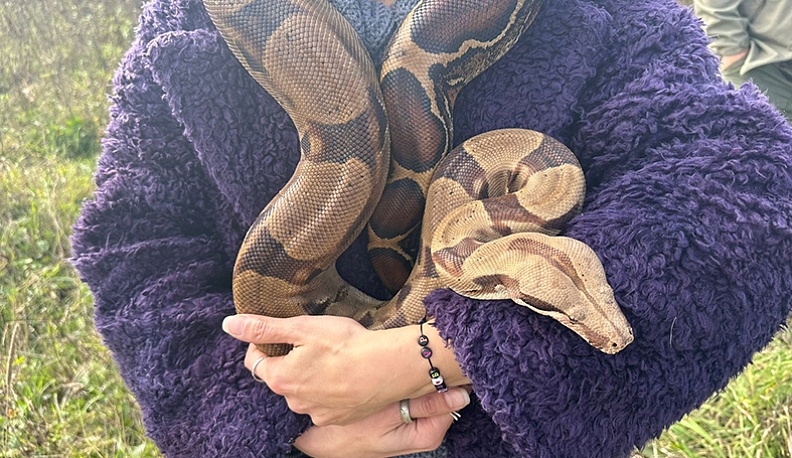 Тени  не гасят солнца