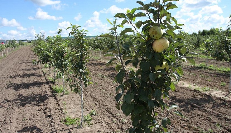 Щедрое урожайное лето