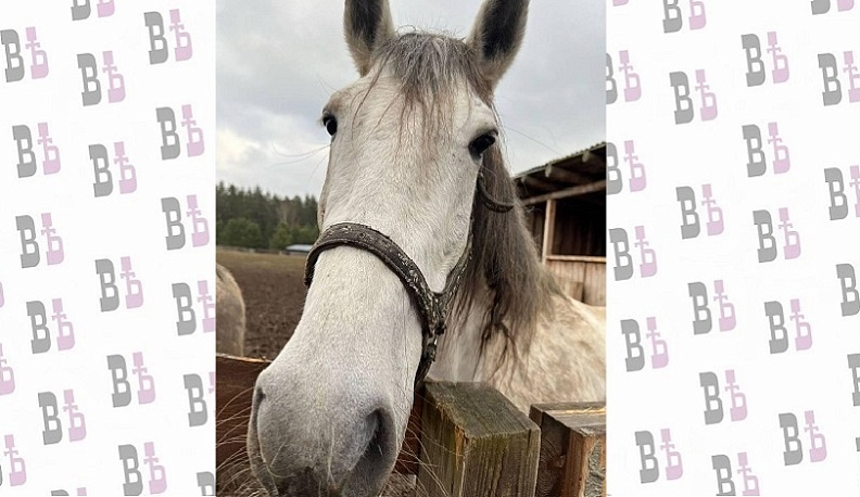 Калужский конный завод получил статус племенного репродуктора