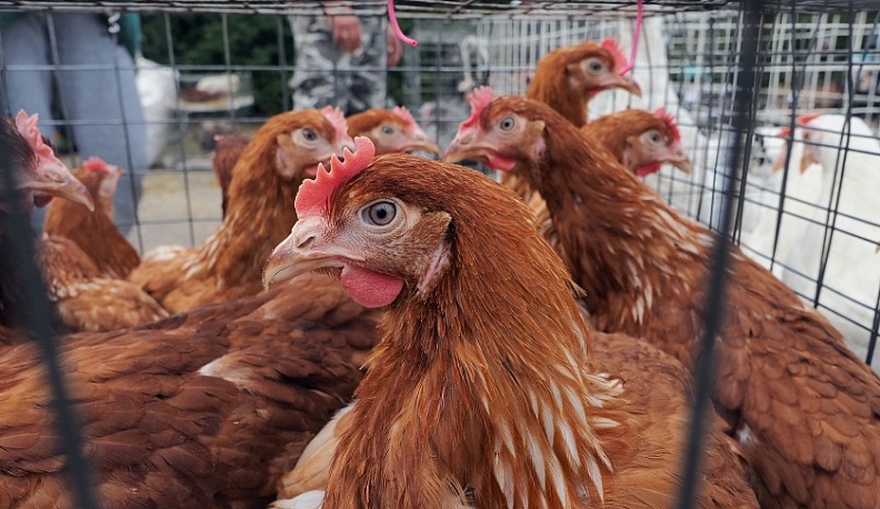 Выставка-ярмарка «Калужская осень» вновь удивила обилием сельхозпродукции