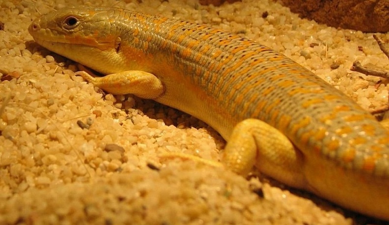 В Калуге поймали незаконного торговца краснокнижным зверьком