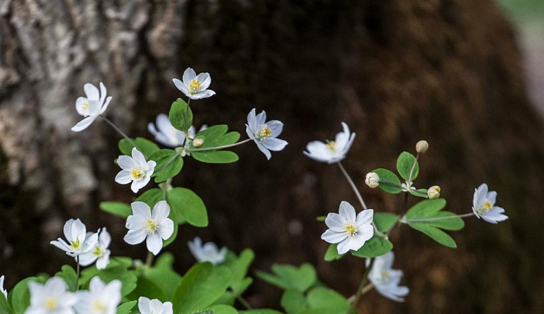 Похождения василисничка