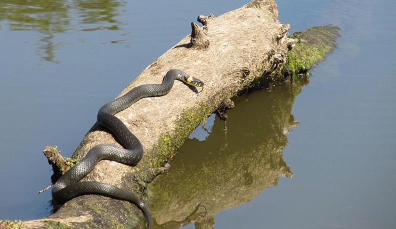В Калуге в черте города стали чаще появляться змеи