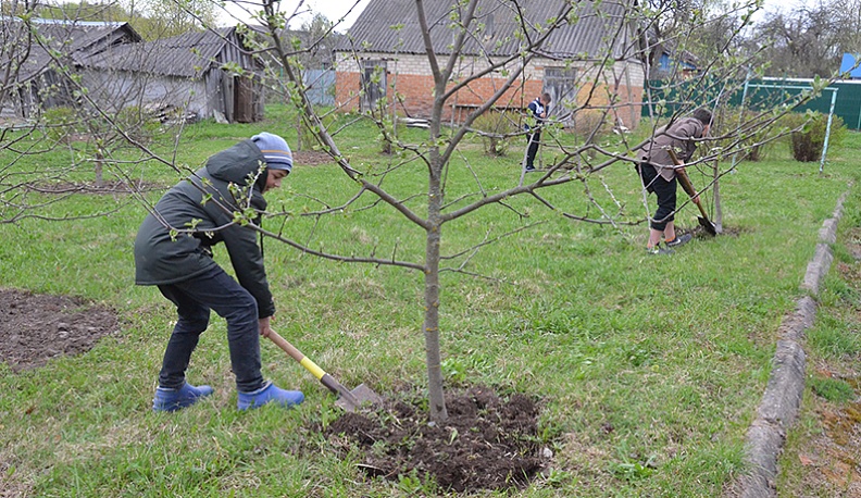 Школьный сад.